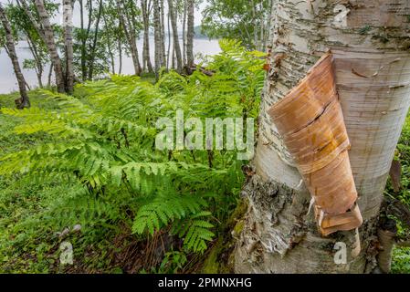 Tree bark peeling of a birch tree with ferns growing at the base of the tree in a small grove of white birch (Betula Papyrifera) trees on the shore... Stock Photo