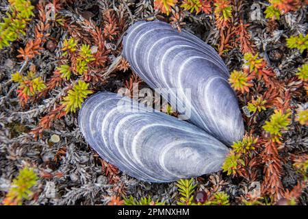 Mussel shell on tundra vegetation; Ilulissat, Greenland Stock Photo