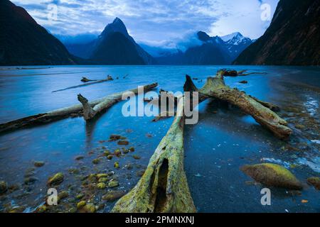 Dead trees at low tide on the shores of the fiord and the mountain of Mitre Peak in the distance in Fiordland National Park, Milford Sound, New Zea... Stock Photo