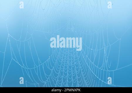 Early morning dew on a spider web against a blue background; Davis, West Virginia, United States of America Stock Photo