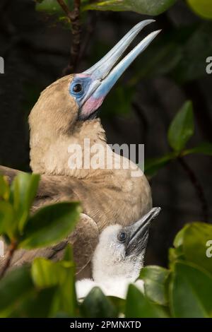 Red-footed booby and chick (Sula sula) on Genovesa Island; Genovesa Island, Galapagos Islands, Ecuador Stock Photo