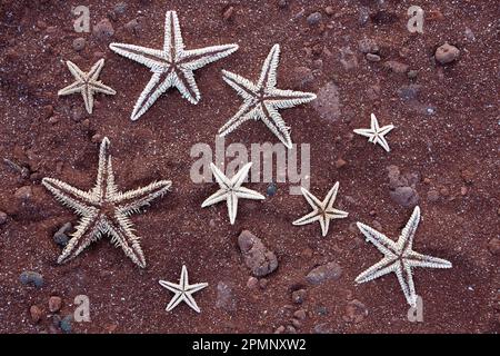 Starfish on Rabida Beach on North Seymour Island; Galapagos Islands, Ecuador Stock Photo