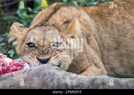 Young female lion (Panthera leo) eating a giraffe leg; Okavango Delta, Botswana Stock Photo