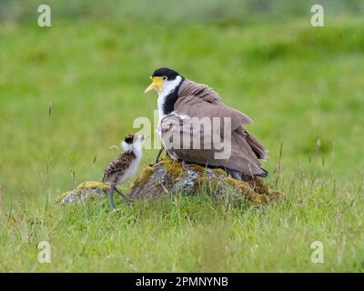 Adult Spur-winged plover (Vanellus miles) shelters the brood under its wings, with one chick still waiting to enter; South Island, New Zealand Stock Photo