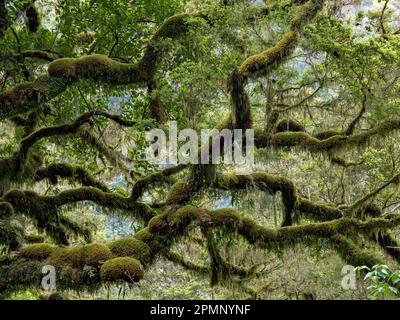 Detail view of a Red beech tree (Nothofagus fusca) densely covered with moss growth; Milford Sound, Milford Track, South Island, New Zealand Stock Photo