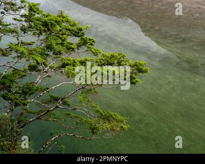 Branches of a Red beech tree (Nothofagus fusca) over the waters of Lake Ada; Milford Sound, Milford Track, South Island, New Zealand Stock Photo