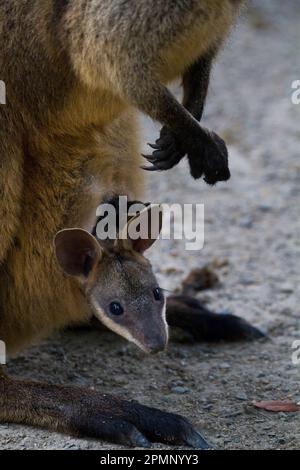 Baby kangaroo in the mother's pouch; Australia Stock Photo