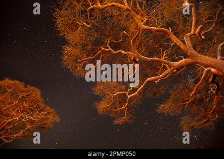 Stars shine through campfire lit acacia tree branches at night in Serengeti National Park; Tanzania Stock Photo