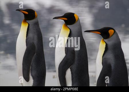 Profile portrait of three King penguins (Aptenodytes patagonicus) at Saint Andrews Bay on South Georgia Island; South Georgia Island Stock Photo