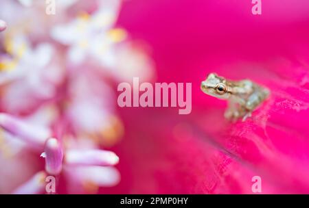 Tiny Glass frog (Centrolenidae sp.) sitting on a Cordyline terminalis Kunth flower; Costa Rica Stock Photo