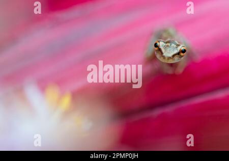 Tiny Glass frog (Centrolenidae sp.) sitting on a Cordyline terminalis Kunth flower; Costa Rica Stock Photo