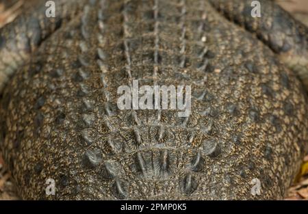 Close-up detail of the skin on the back of a crocodile at a Wildlife Habitat; Port Douglas, Queensland, Australia Stock Photo