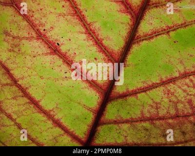 Close-up of a leaf in red and green from a rainforest; Barro Colorado Island, Panama Stock Photo