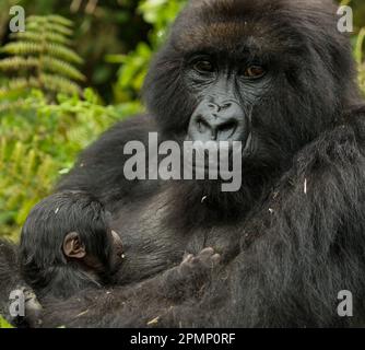 Portrait of a mother Mountain gorilla (Gorilla beringei beringei) nursing her young from the Umubano Group in Volcanoes National Park; Rwanda Stock Photo