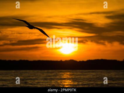 Silhouette of a gull at sunrise; Baja California, Mexico Stock Photo