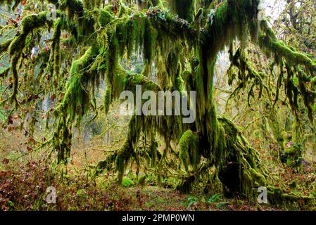 Bigleaf maple tree (Acer macrophyllum) covered with moss on the Hall of Mosses trail in the Hoh rainforest of the Olympic National Park, Washington... Stock Photo