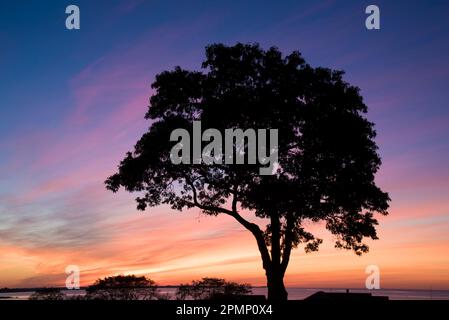 Silhouetted oak tree against a beautiful sunrise sky, on the shore of Long Island Sound, Connecticut, USA Stock Photo