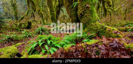 Polypodium glycyrrhiza, commonly known as licorice fern, many-footed fern, and sweet root, growing on the forest floor in Olympic National Park, Wa... Stock Photo
