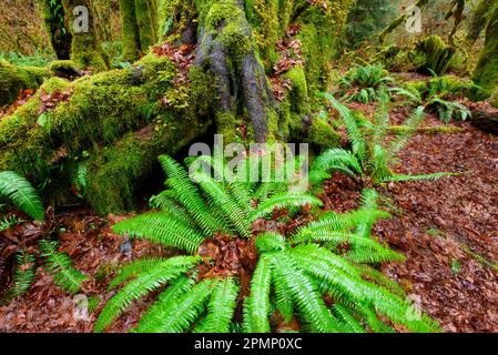 Polypodium glycyrrhiza, commonly known as licorice fern, many-footed fern, and sweet root, growing on the forest floor in Olympic National Park, Wa... Stock Photo