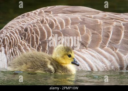 Young Canada goose (Branta canadensis) swimming beside adult goose; New Zealand Stock Photo