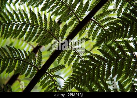 Close-up detail of fern fronds on the banks of Tutoko River, near Milford Sound in New Zealand; South Island, New Zealand Stock Photo