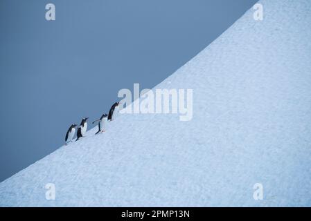 Gentoo penguin (Pygoscelis papua) on an iceberg in Antarctica; Antarctica Stock Photo