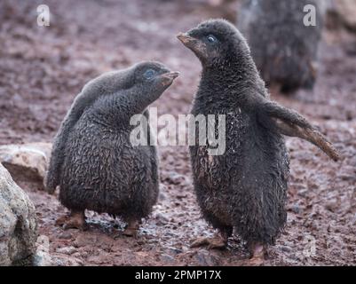 Pair of Adelie penguin chicks (Pygoscelis adeliae) with dirty plumage; Antarctica Stock Photo