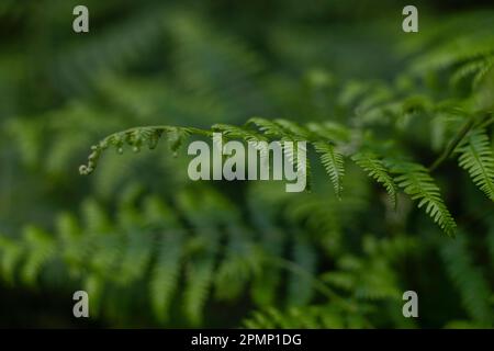 Fern leaves in Forest England Stock Photo