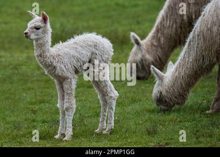Young llama stands with grazing adult llamas (Lama glama); Cusco, Saksaywaman, Peru Stock Photo