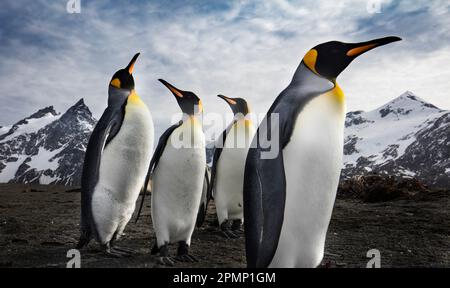 King penguins (Aptenodytes patagonicus) stand in the foreground with snow-covered mountains beyond; South Georgia Island Stock Photo