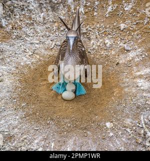 Blue-footed booby (Sula nebouxii) with eggs ready to hatch San Cristobal island; Cristobal island, Galapagos Islands, Ecuador Stock Photo