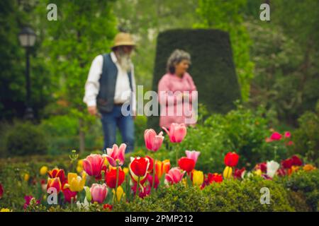 Senior people admiring tulips flowers in botanical garden in spring. Blurred photo of man, woman among landscaped bushes, trees looking at bulb flower Stock Photo