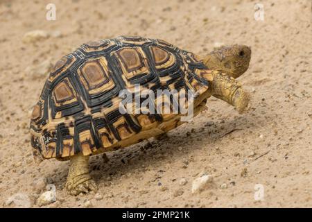 Close-up of a Leopard tortoise (Stigmochelys pardalis) walking; Okavango Delta, Botswana Stock Photo