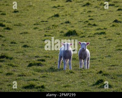 Young lambs (Ovis aries) stand in a pasture; Moeraki, Katiki Point, South Island, New Zealand Stock Photo