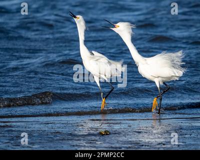 Snowy Egret standing on an old pier looking at the camera Stock Photo ...