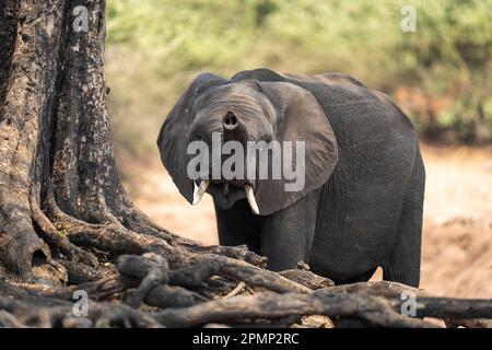 African elephant (Loxodonta africana) lifting trunk by tree in Chobe National Park; Chobe, Botswana Stock Photo