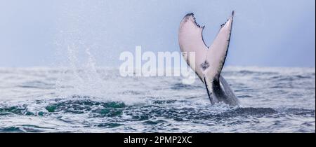 Whale tail. Humpback whales swimming in Costa Rica Stock Photo