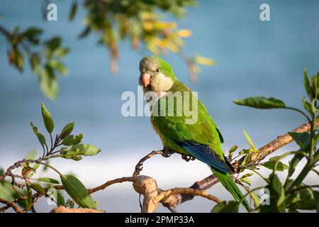 Monk parakeet. Myiopsitta monachus. Green tropical parrot bird at golden hour sunset. In the wild, the surf of the Atlantic Ocean in the background. Stock Photo