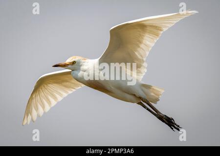 Cattle egret (Bubulcus ibis) flies through perfect blue sky in Chobe National Park; Chobe, Botswana Stock Photo