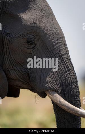 Close-up of African bush elephant (Loxodonta africana) head in profile in Chobe National Park; Chobe, Botswana Stock Photo