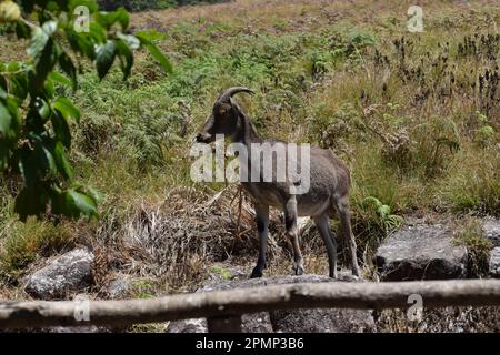 A Nilgiri tahr goat is standing with its head high and looking around Stock Photo