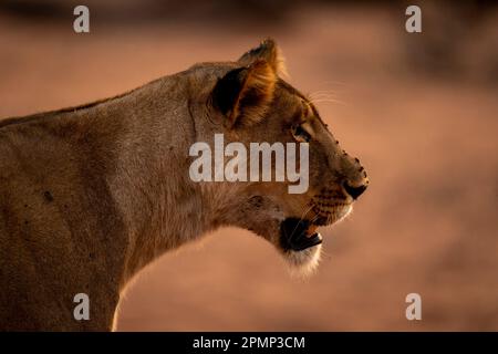 Close-up of Lioness (Panthera leo) face covered with flies in Chobe National Park; Chobe, Botswana Stock Photo