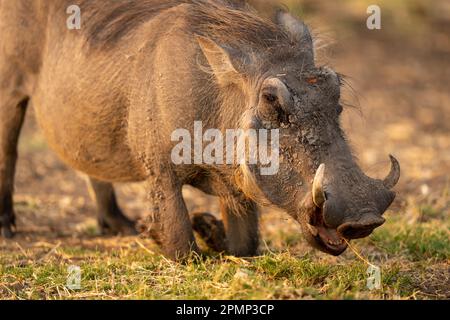 Close-up of female Common warthog (Phacochoerus africanus) opening mouth in Chobe National Park; Chobe, Botswana Stock Photo