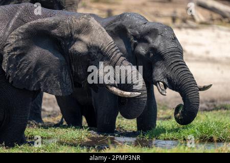 Close-up of two African elephants (Loxodonta africana) eating grass in Chobe National Park; Chobe, Botswana Stock Photo