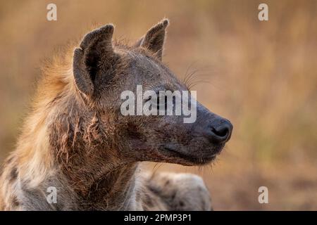 Close-up of Spotted hyena (Crocuta crocuta) stained with blood in Chobe National Park; Chobe, Botswana Stock Photo