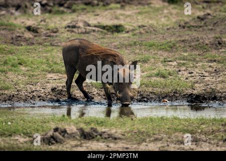 Female Common warthog (Phacochoerus africanus) stands drinking from waterhole in Chobe National Park; Chobe, Botswana Stock Photo