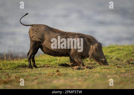 Female Common warthog (Phacochoerus africanus) kneels to eat grass in Chobe National Park; Chobe, Botswana Stock Photo