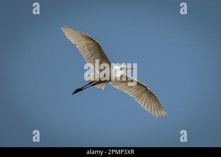 Great egret (Ardea alba) soars through perfect blue sky in Chobe National Park; Chobe, Botswana Stock Photo