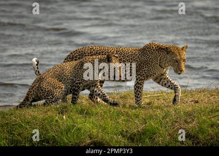 Female Leopard and cub (Panthera pardus) walk along riverbank in Chobe National Park; Chobe, Botswana Stock Photo