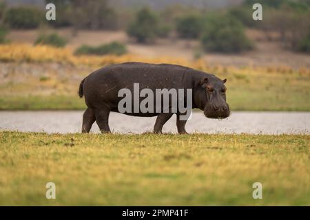 Hippo (Hippopotamus amphibius) stands on grassy riverbank watching camera in Chobe National Park; Chobe, Botwana Stock Photo